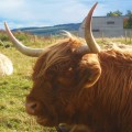 Scotland Highland cow
