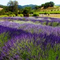 Lavender Fields at the Robert Sinskey Winery on the Silverado Trail in Napa, California.