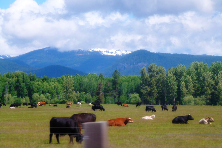 Oregon_roadtrip_cows_010