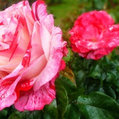 Portland Test Rose Garden Striped Rose 2