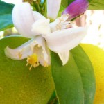 lemon_tree_blossom