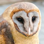 Close up of japanese owl