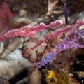 pink and purple ghost pipefish in Bali