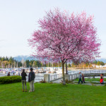 Springtime in Vancouver, Canada