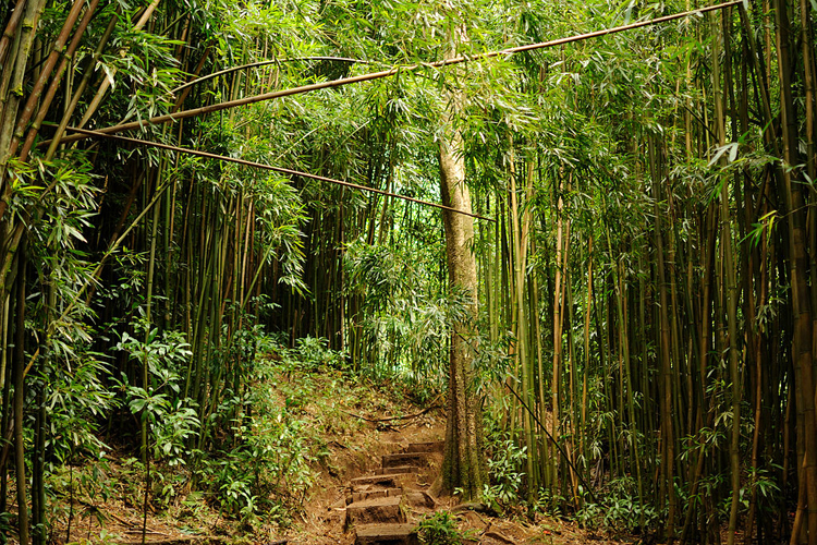 bamboo forest hike honolulu
