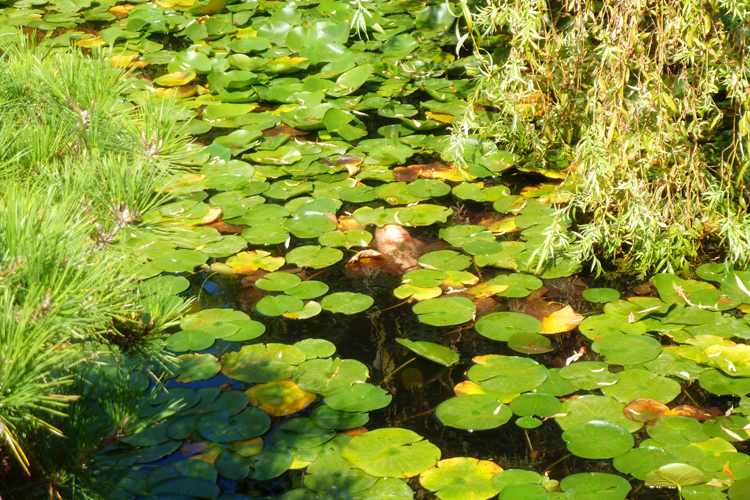 koi fish lotus pond chinese garden