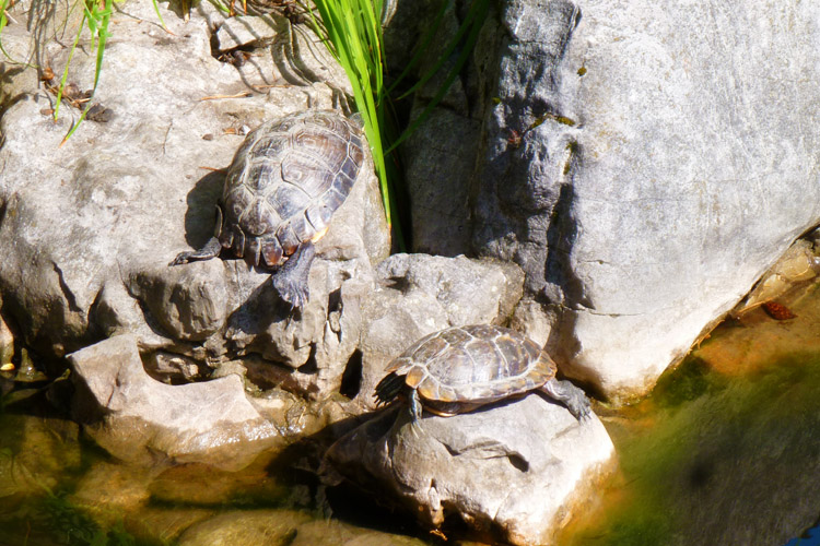 turtles chinese garden pond