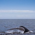 best_whale_watching_california_blue_whale_tail