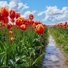 Skagit-best-tulip-festival-red-yellow-residence-tulip-fields