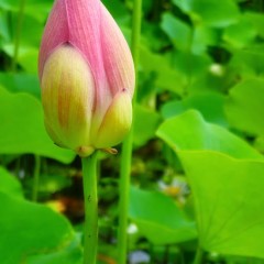 kauai-garden-pink-lotus-flower-bud
