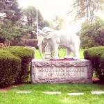 Visiting the Elephants in Chicago