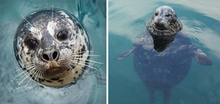 Victoria_overfed harbor seal
