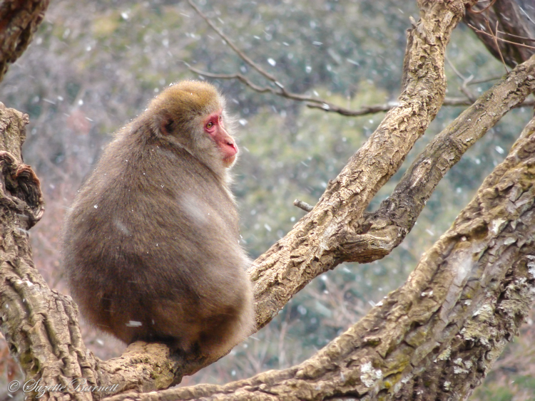 monkey on tree branch in snowfall