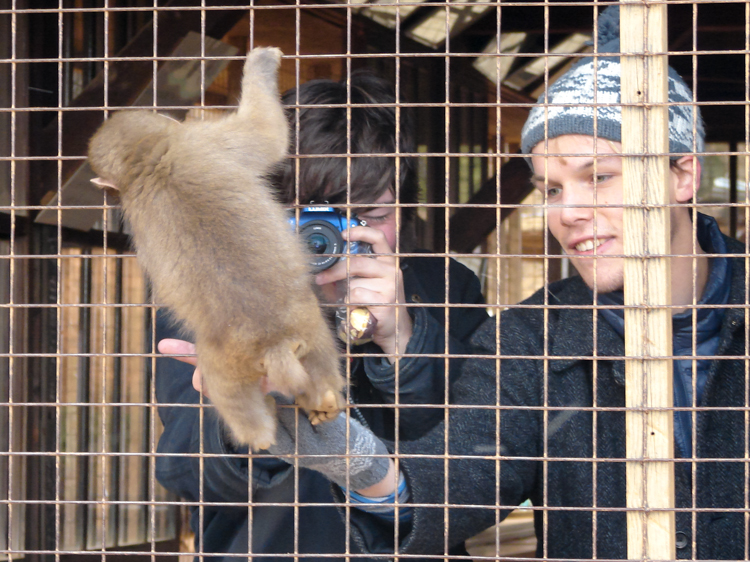 tourists behind cage visit monkeys
