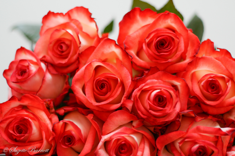 valentines red roses
