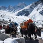 yak delivery train Nepal