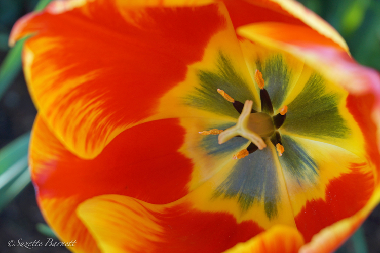 Skagit-best-tulip-festival-macro-red-yellow-oriental-splendor