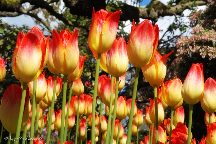 Skagit-best-tulip-festival-red-yellow-apertif-tulip-flowerbed