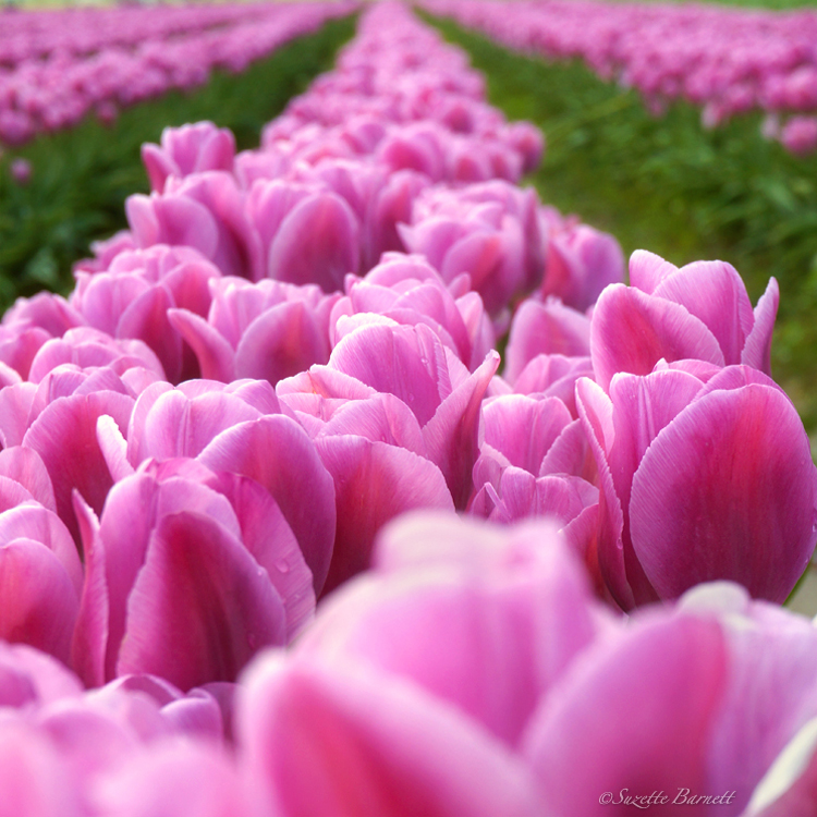 Skagit-best-tulip-festival-rows-purple-tulips-square