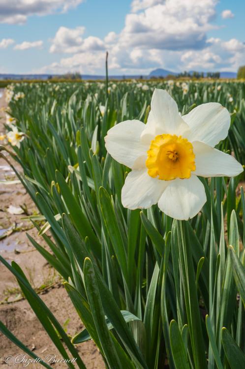 daffodil flower fields