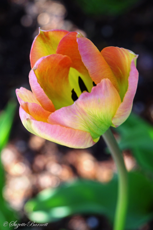 pink yellow green tulip