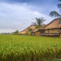 Rice fields in Ubud Bali