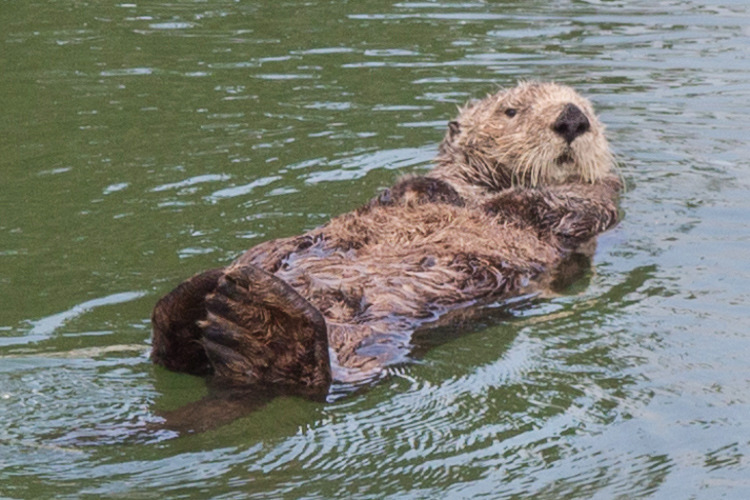 California sea otter moss landing glimpse