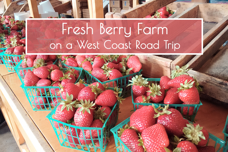 California coast fresh berry farm