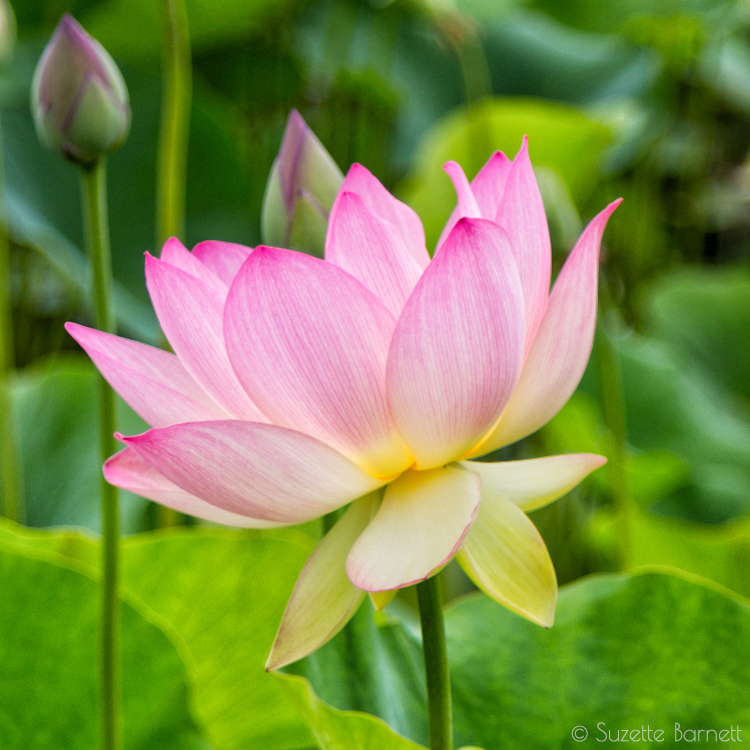 Echo Park Lake lotus bloom
