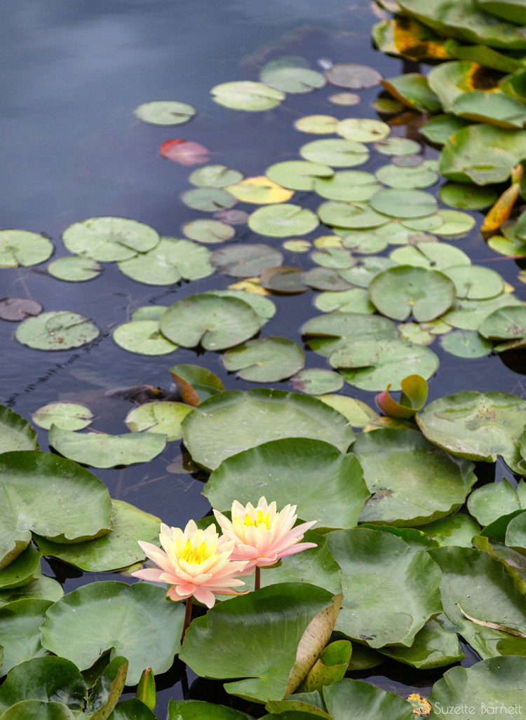 Echo Park Lake lotus flower lily pads