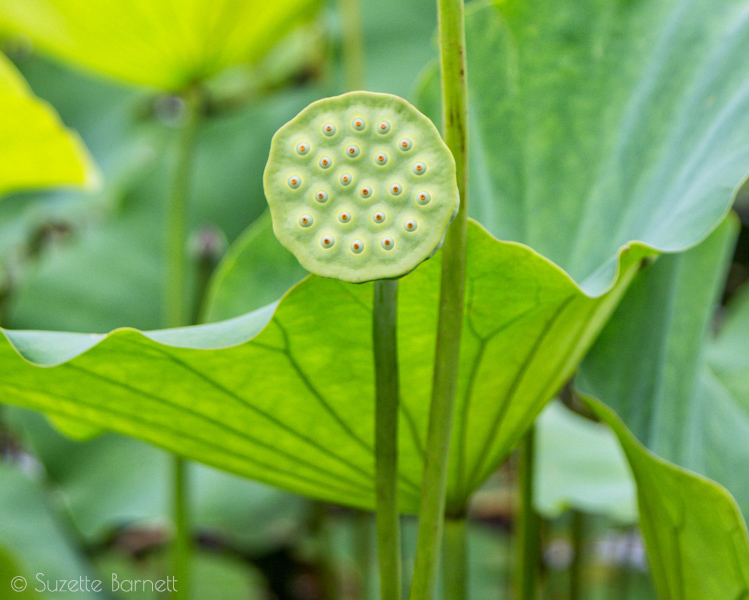 Echo Park Lake lotus flower seed pod