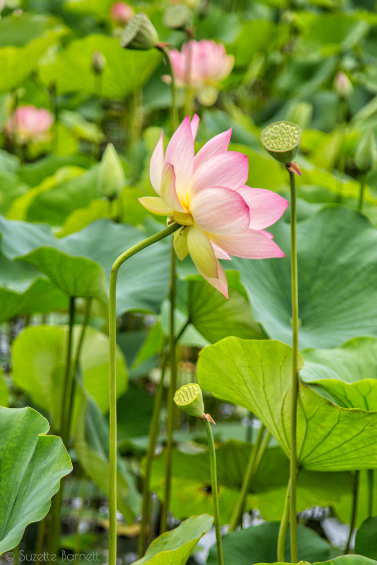 Echo Park Lake lotus flowers