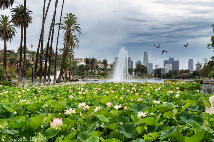 Echo Park Lake lotus with downtown LA