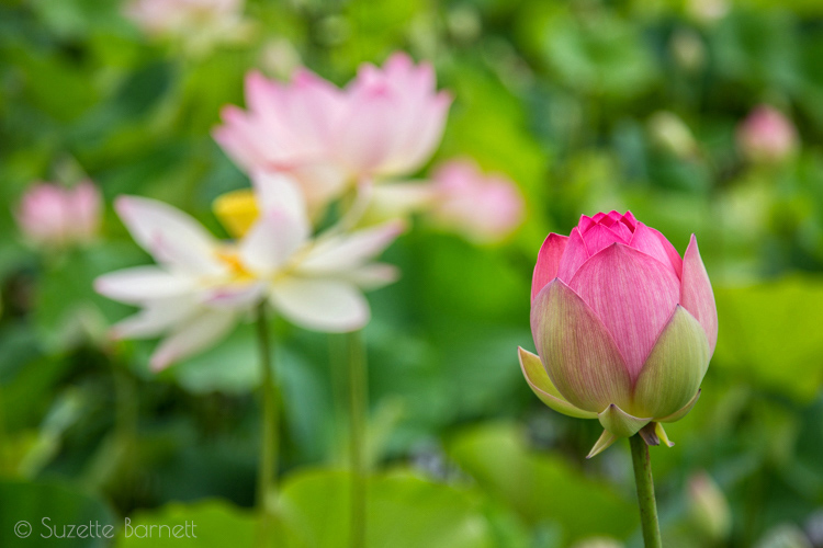 Echo Park Lake pink lotus flower