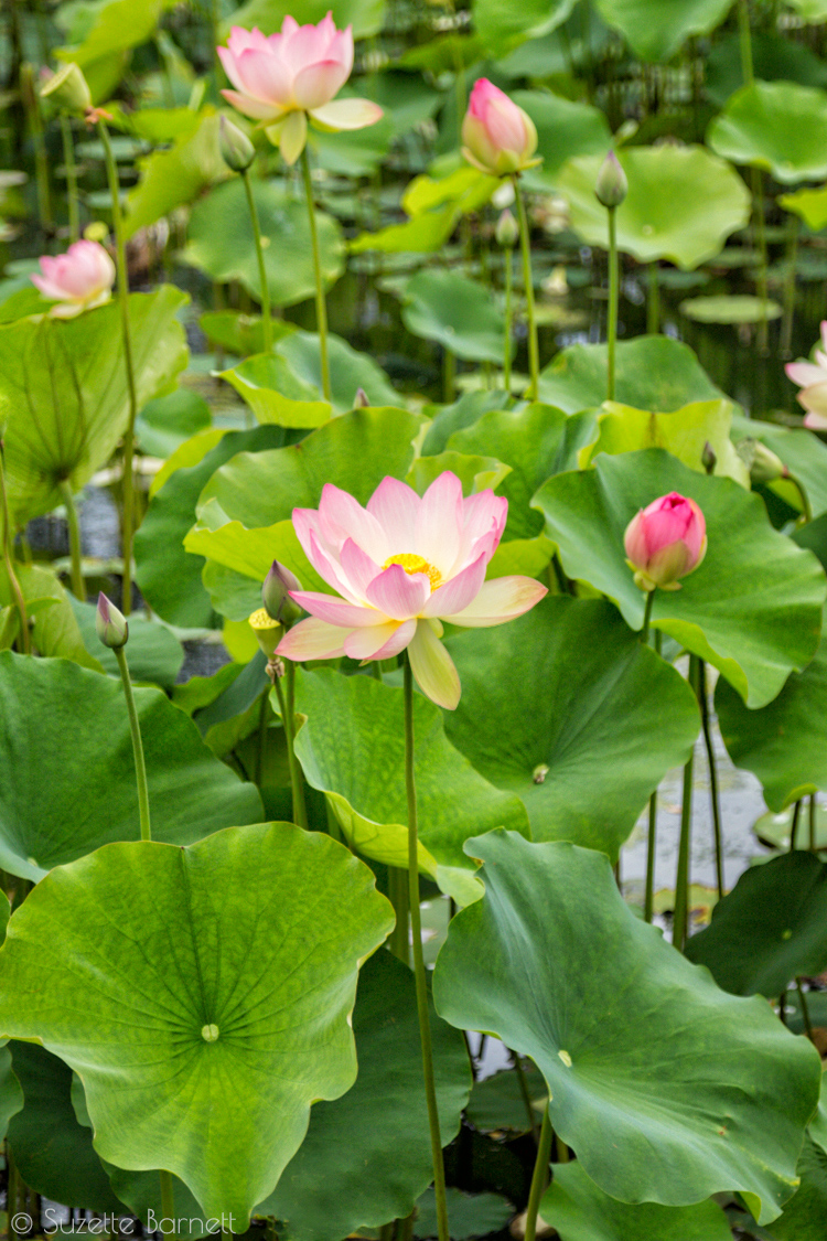 Echo_Park_Lake pink lotus flower open