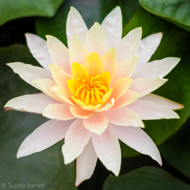 Echo_Park_Lake_white lotus_flower