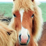 Fluffy Icelandic horse
