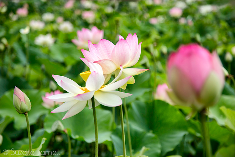 Pink lotus flowers open petals