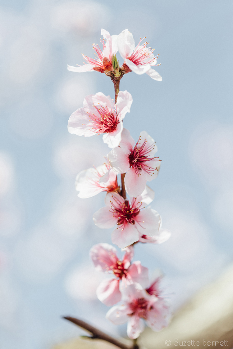 Pink Blossoms in Peach Tree Orchard (Prunus persica)