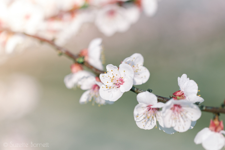 White Blossoms in Almond Tree Orchard