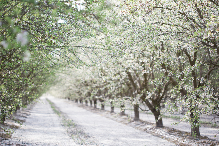 White Blossoms in Almond Tree Orchard