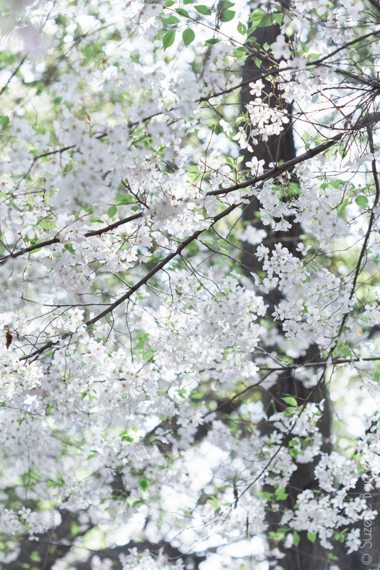 canopy of cherry blossoms