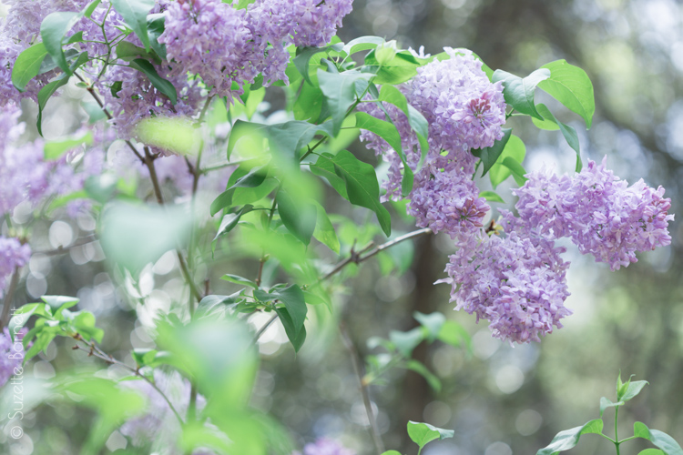 Lilac Garden 