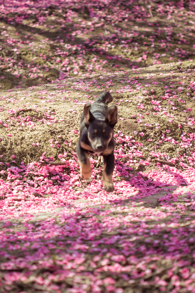 Playful Puppy in Peach Tree Orchard