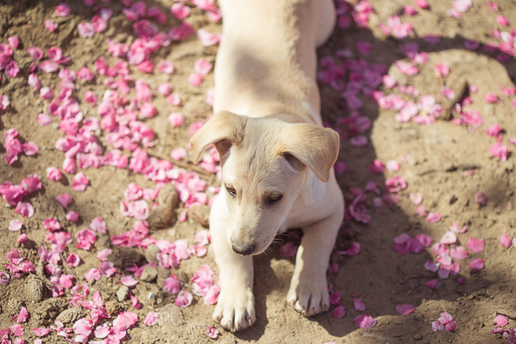 Playful Puppy in Peach Tree Orchard