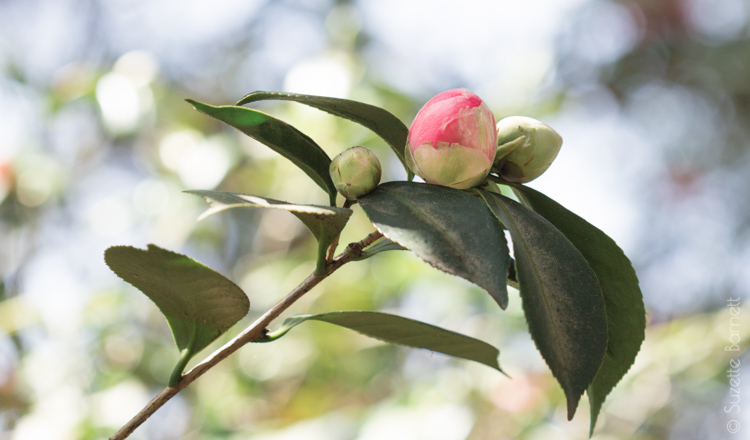 Hana-Fuki Camellia buds