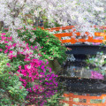 Arched bridge at the Japanese Garden