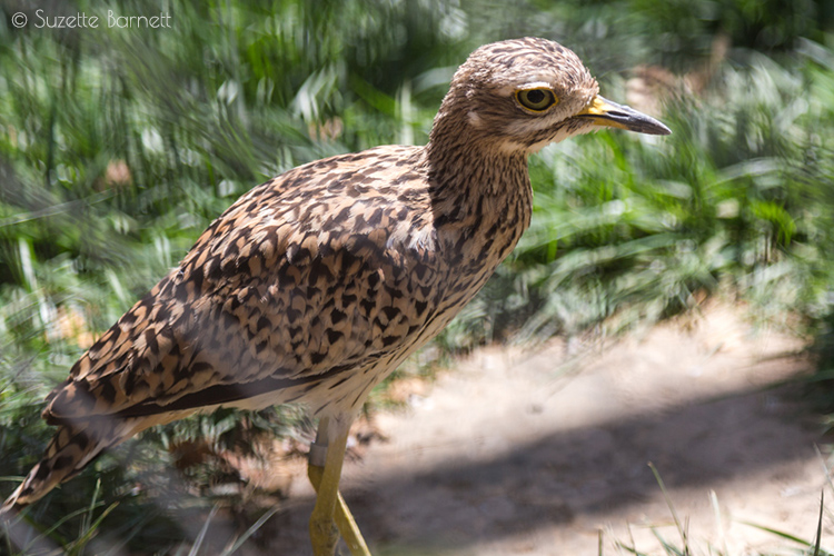 Thick-knee, Cape