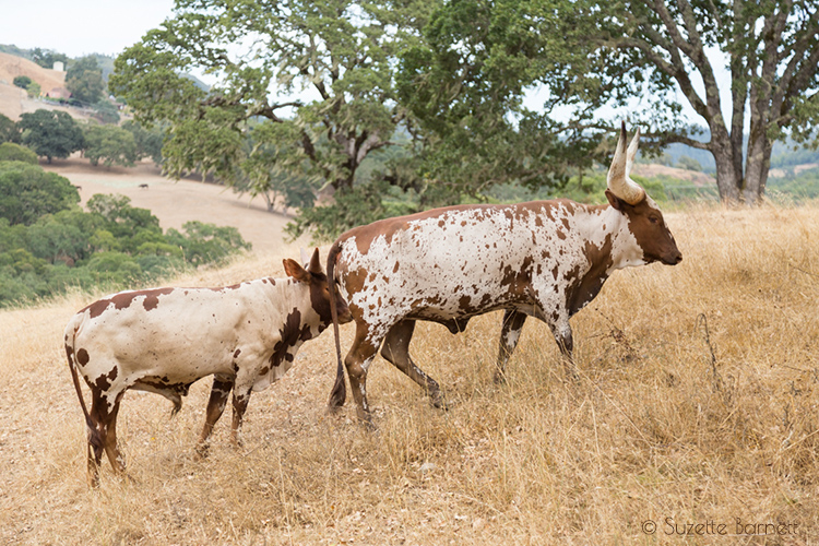 Watusi Cattle