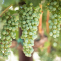 Grape Vineyards